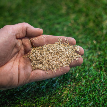 Graszaad 1kg
