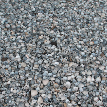 schelpen (1)