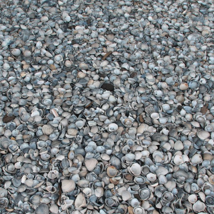 schelpen (1)